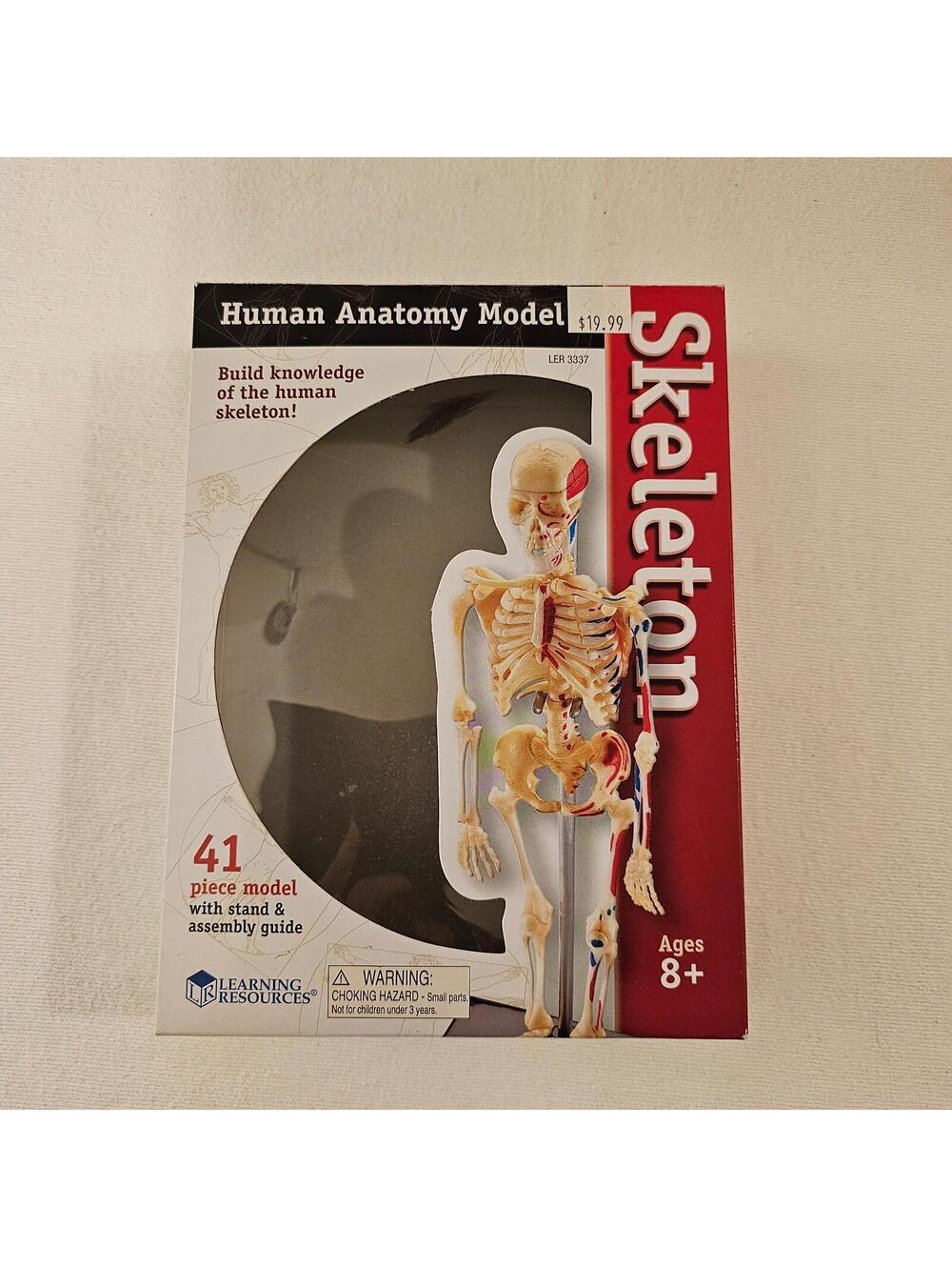 Skeleton Model, Human, Medical Anatomy Healthcare
